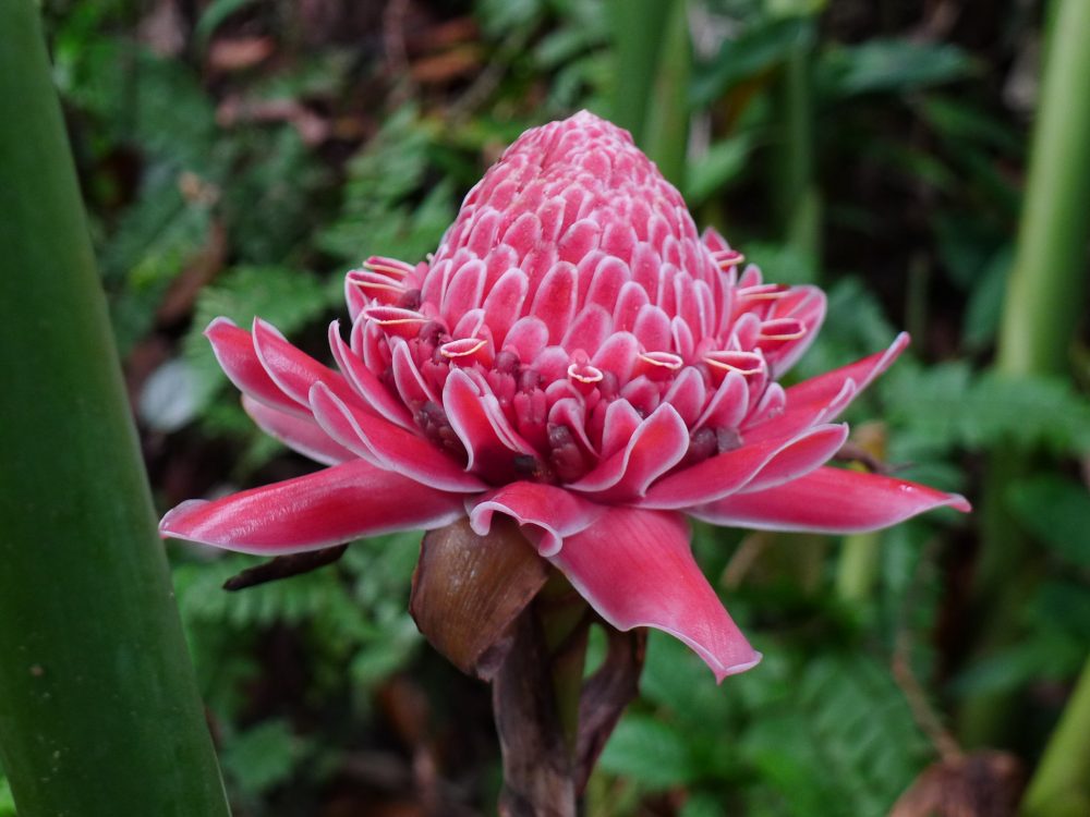 torch-ginger